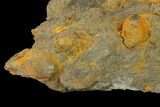 Pennsylvanian Fossil Brachiopod Plate - Kentucky #138899-1